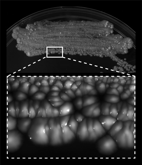 Transposon mutagenesis in Mycobacterium kansasii links a small RNA gene to colony morphology and biofilm formation and identifies 9,885 intragenic insertions that do not compromise colony outgrowth