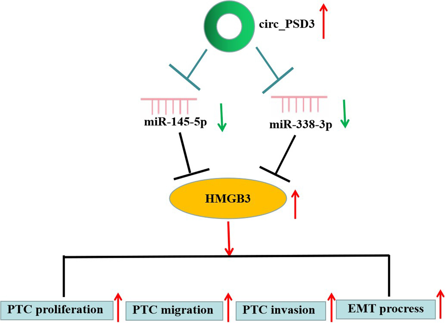 Circ_PSD3 Stimulates Cell Proliferation, Migration, Invasion and Epithelial to Mesenchymal Transition (EMT) in Papillary Thyroid Carcinoma via the Regulation of miR-145-5p/miR-338-3p/HMGB3 Axis
