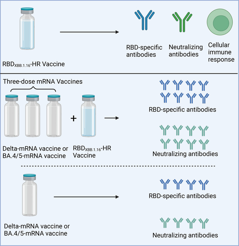 XBB.1.16-RBD-based trimeric protein vaccine can effectively inhibit XBB.1.16-included XBB subvariant infection