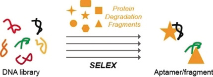 In Vitro Selection of a DNA Aptamer Targeting Degraded Protein Fragments for Biosensing