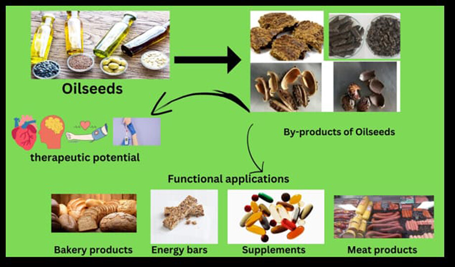 Innovative applications and therapeutic potential of oilseeds and their by-products: An eco-friendly and sustainable approach