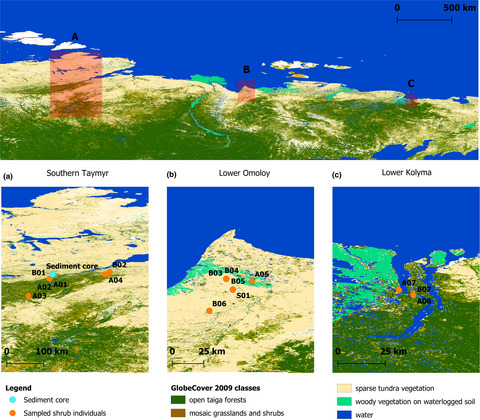 Holocene chloroplast genetic variation of shrubs (Alnus alnobetula, Betula nana, Salix sp.) at the siberian tundra-taiga ecotone inferred from modern chloroplast genome assembly and sedimentary ancient DNA analyses