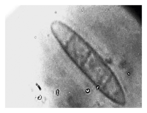 Details are in the caption following the image