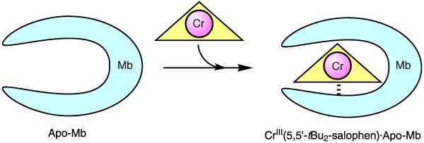 Preparation of Artificial Metalloenzymes by Insertion of Chromium(III) Schiff Base Complexes into Apomyoglobin Mutants