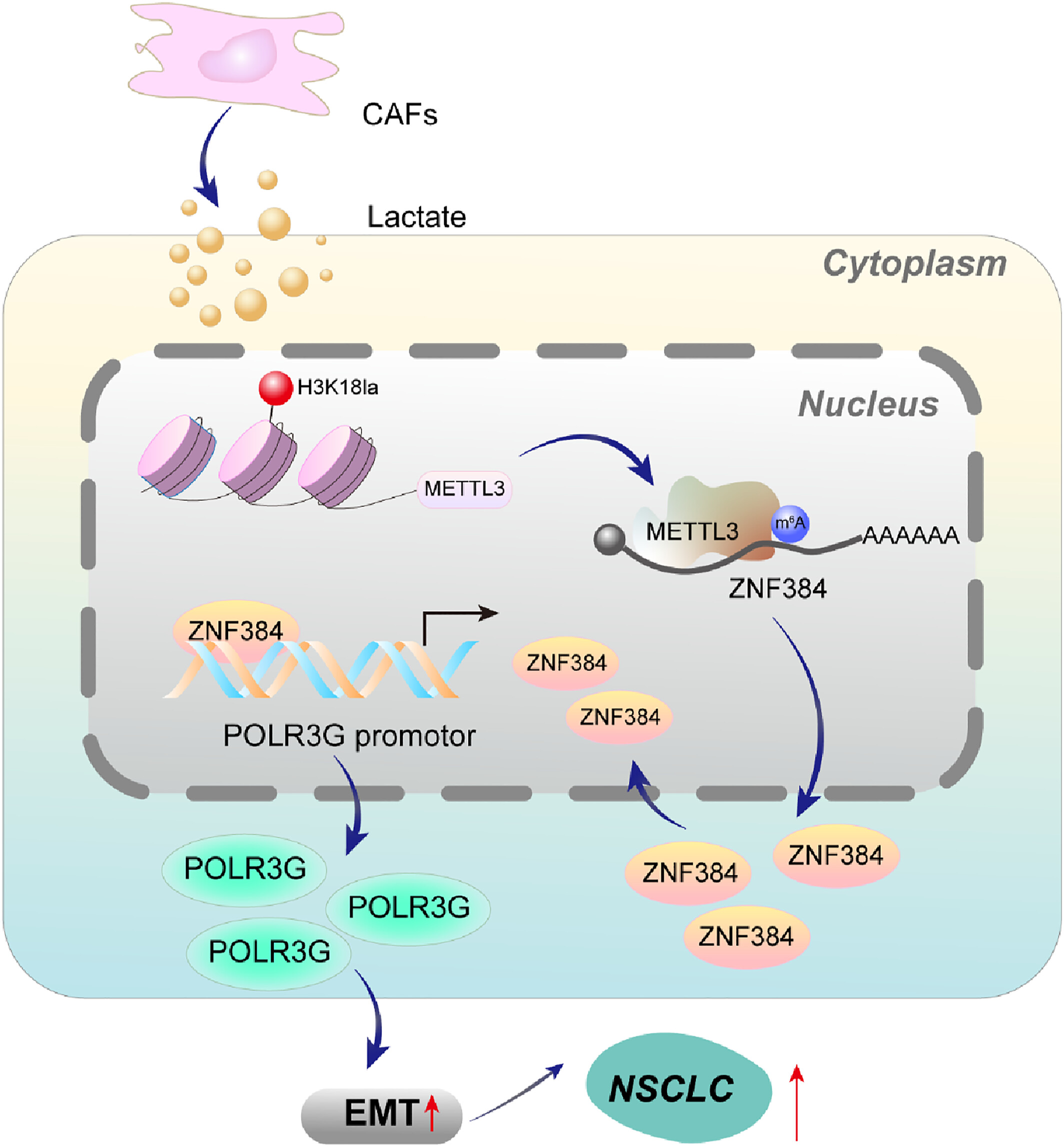 Cancer-associated fibroblasts-secreted lactate promotes RNA polymerase III subunit G-mediated epithelial–mesenchymal transition in non-small cell lung cancer by increasing m6A modification of zinc finger protein 384 Issue 3, 2025