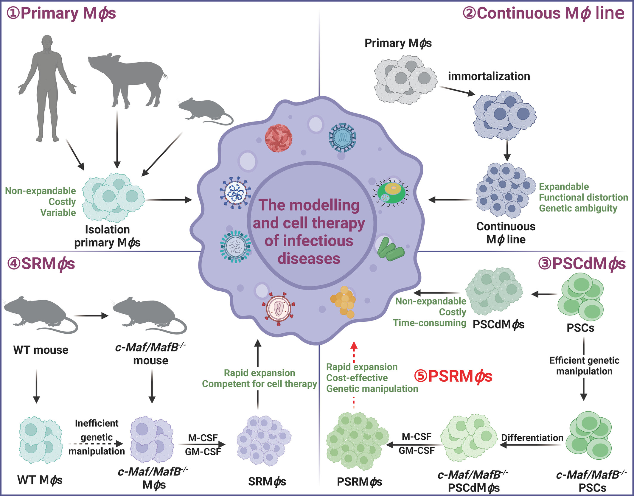 Synergy between pluripotent stem cell-derived macrophages and self-renewing macrophages: Envisioning a promising avenue for the modelling and cell therapy of infectious diseases