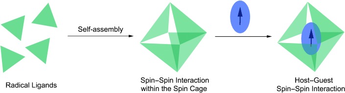A Self-Assembled Spin Cage