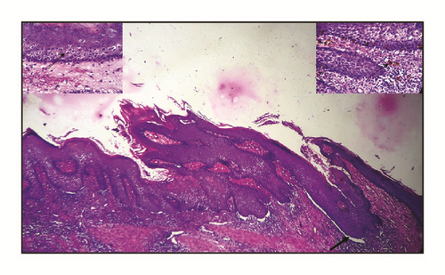 Details are in the caption following the image Details are in the caption following the image