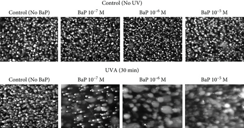 Details are in the caption following the image Details are in the caption following the image