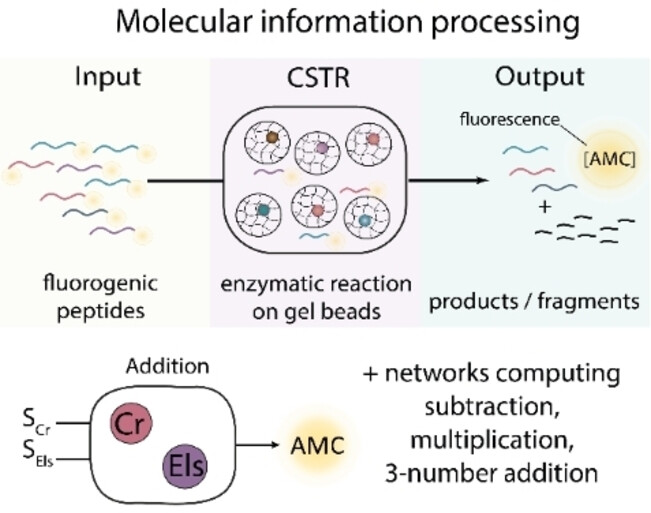 Computing Arithmetic Functions Using Immobilised Enzymatic Reaction Networks