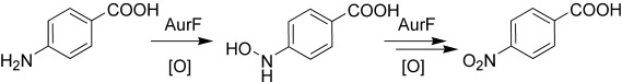 Sequential Enzymatic Oxidation of Aminoarenes to Nitroarenes via Hydroxylamines
