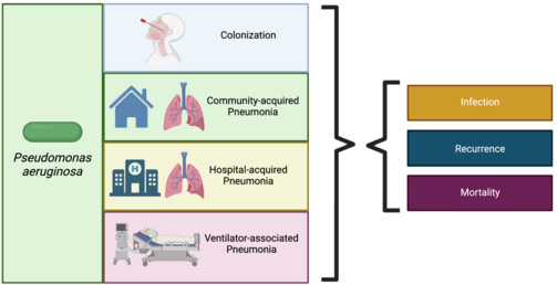 Pseudomonas aeruginosa in tracheal aspirate: Colonization, infection, and recurrence