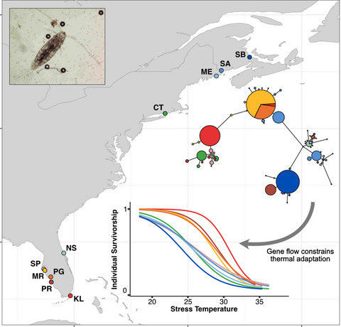 Integrating patterns of thermal tolerance and phenotypic plasticity with population genetics to improve understanding of vulnerability to warming in a widespread copepod
