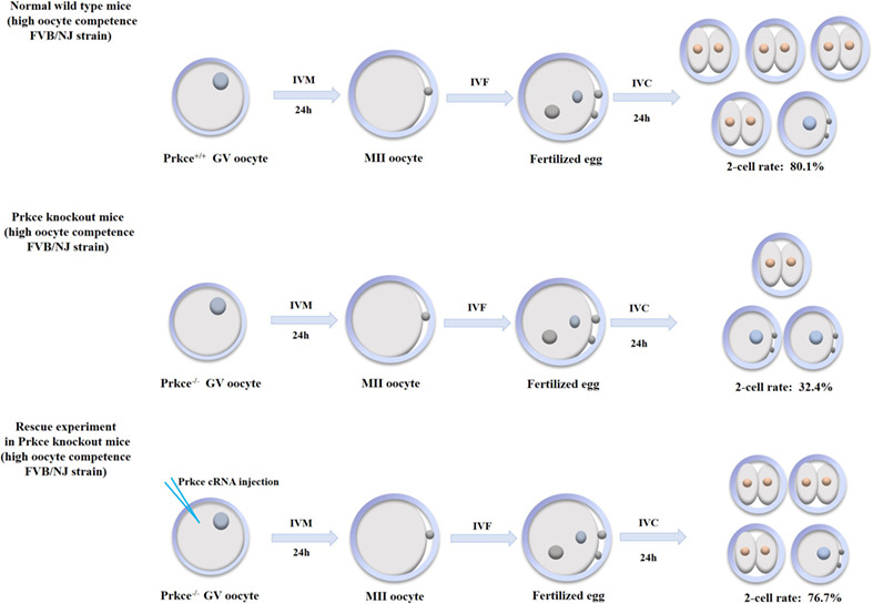 Maternal Prkce expression in mature oocytes is critical for the first cleavage facilitating maternal-to-zygotic transition in mouse early embryos
