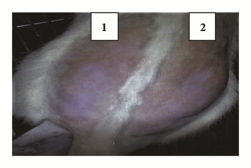 Details are in the caption following the image Details are in the caption following the image