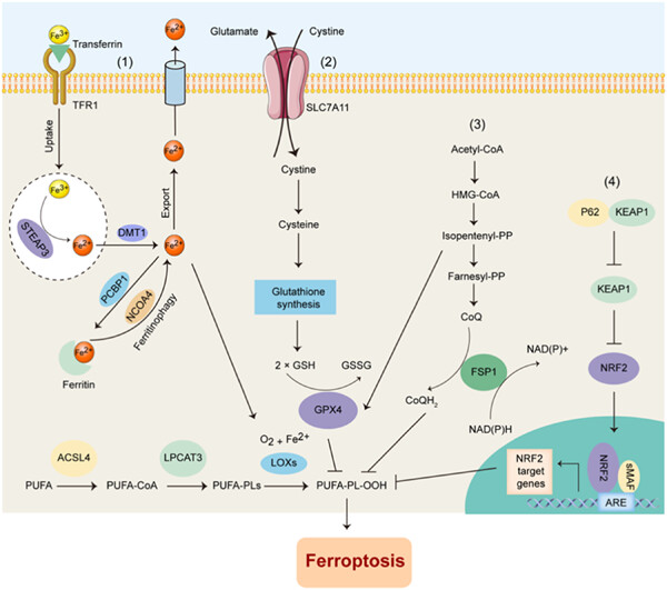 Crosstalk between ferroptosis and stress—Implications in cancer therapeutic responses