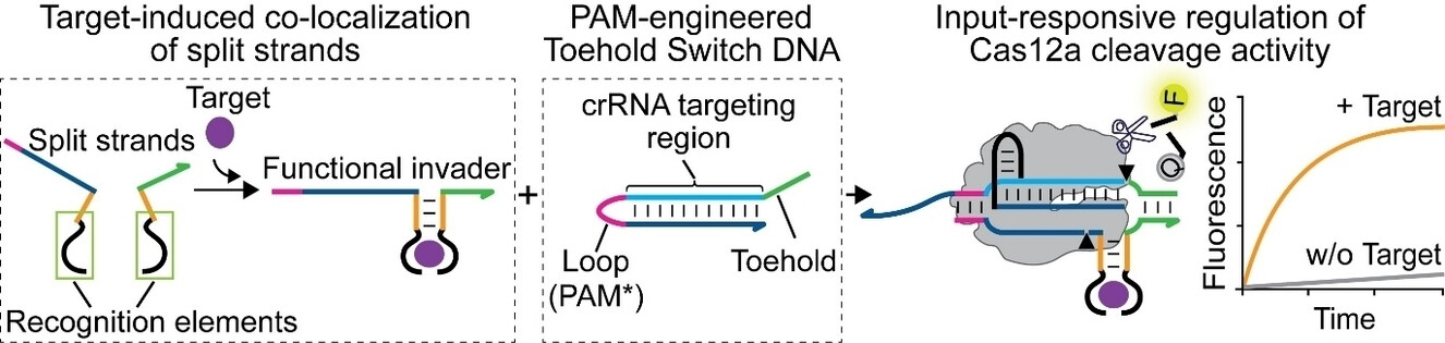PAM-Engineered Toehold Switches as Input-Responsive Activators of CRISPR-Cas12a for Sensing Applications