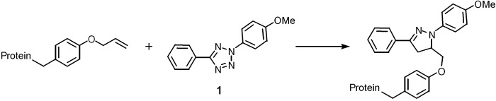 Fast Alkene Functionalization In Vivo by Photoclick Chemistry: HOMO Lifting of Nitrile Imine Dipoles