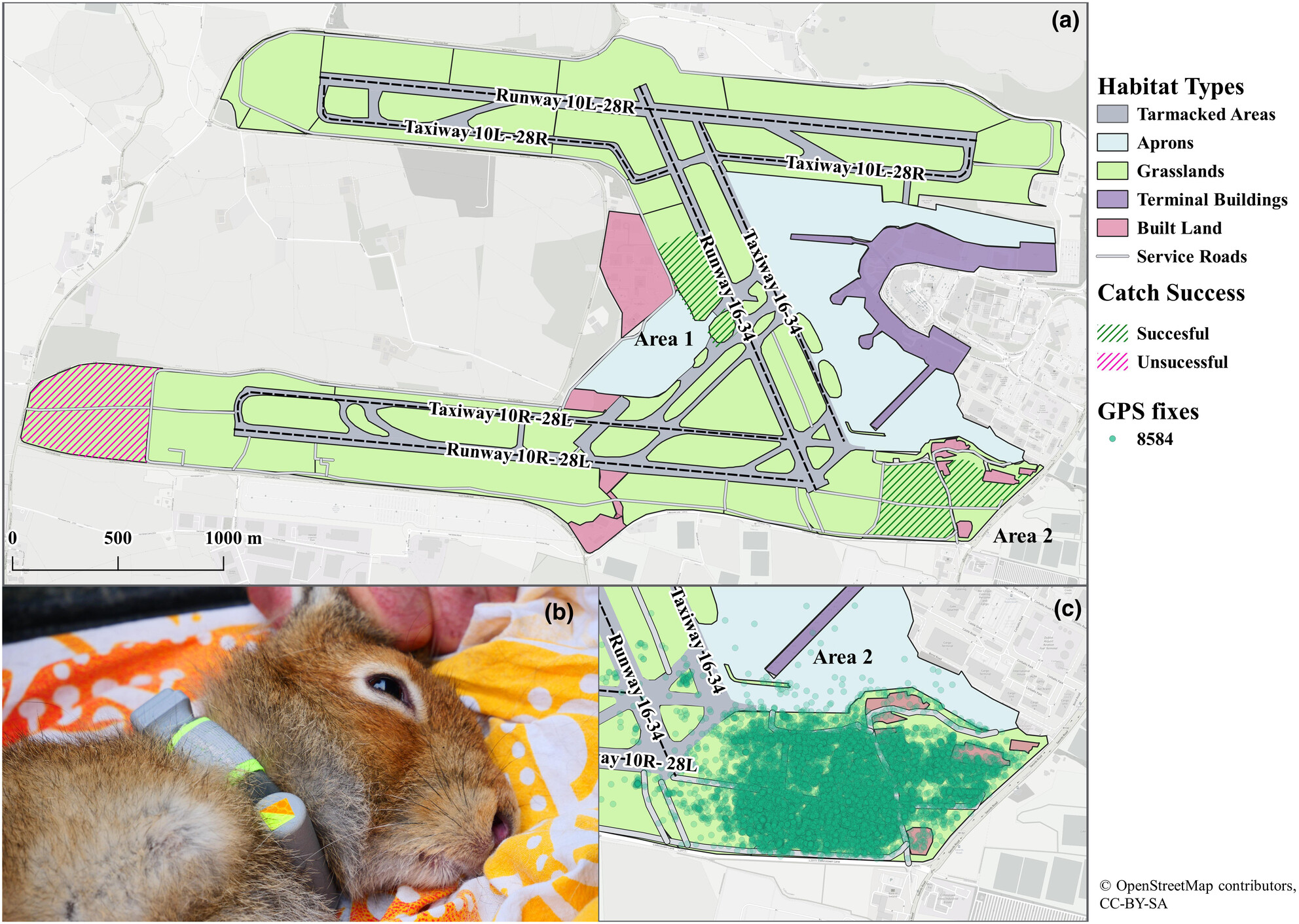 Dublin Hareport: The movement ecology and airfield interactions of resident, airside hares, at an international airport