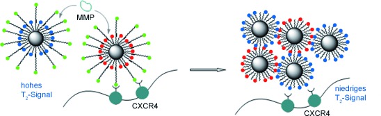 CXCR4-Targeted and MMP-Responsive Iron Oxide Nanoparticles for Enhanced Magnetic Resonance Imaging