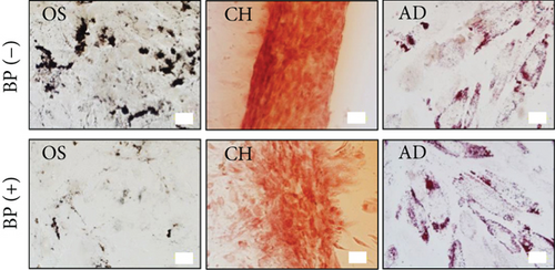 Details are in the caption following the image Details are in the caption following the image