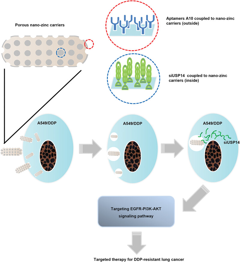 Targeted therapy for cisplatin-resistant lung cancer via aptamer-guided nano-zinc carriers containing USP14 siRNA