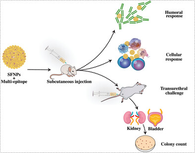 Immunogenic Potential and Therapeutic Efficacy of Multi-Epitope Encapsulated Silk Fibroin Nanoparticles against Pseudomonas aeruginosa-Mediated Urinary Tract Infections