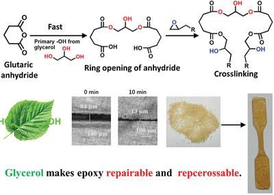 Glycerol Induced Catalyst-Free Curing of Epoxy and Vitrimer Preparation