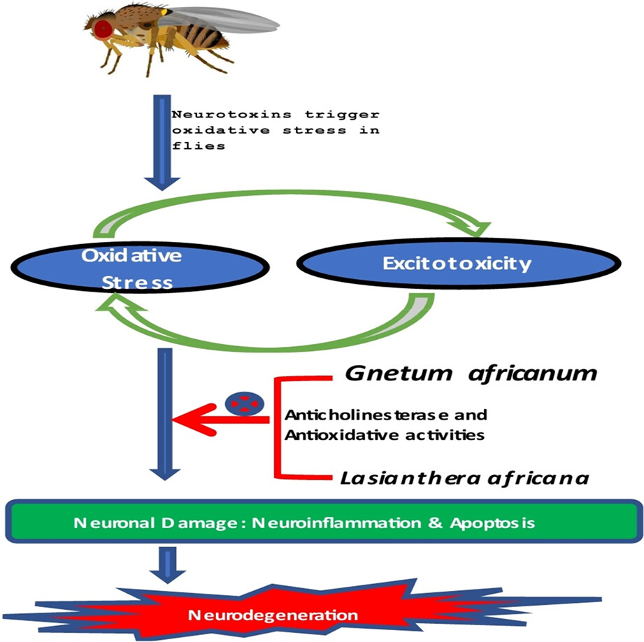 African Jointfir (Gnetum africanum) and Editan (Lasianthera africana) leaf alkaloid extracts exert antioxidant and anticholinesterase activities in fruit fly (Drosophila melanogaster)