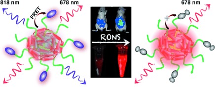 Semiconducting Polymer Nanoprobe for In Vivo Imaging of Reactive Oxygen and Nitrogen Species