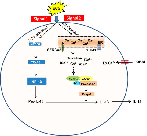 Ultraviolet Radiation-Induced Downregulation of SERCA2 Mediates Activation of NLRP3 Inflammasome in Basal Cell Carcinoma