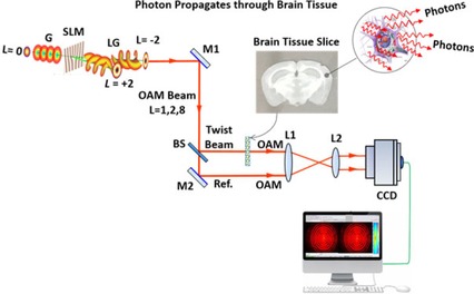 Propagation of Gaussian and Laguerre-Gaussian vortex beams through mouse brain tissue