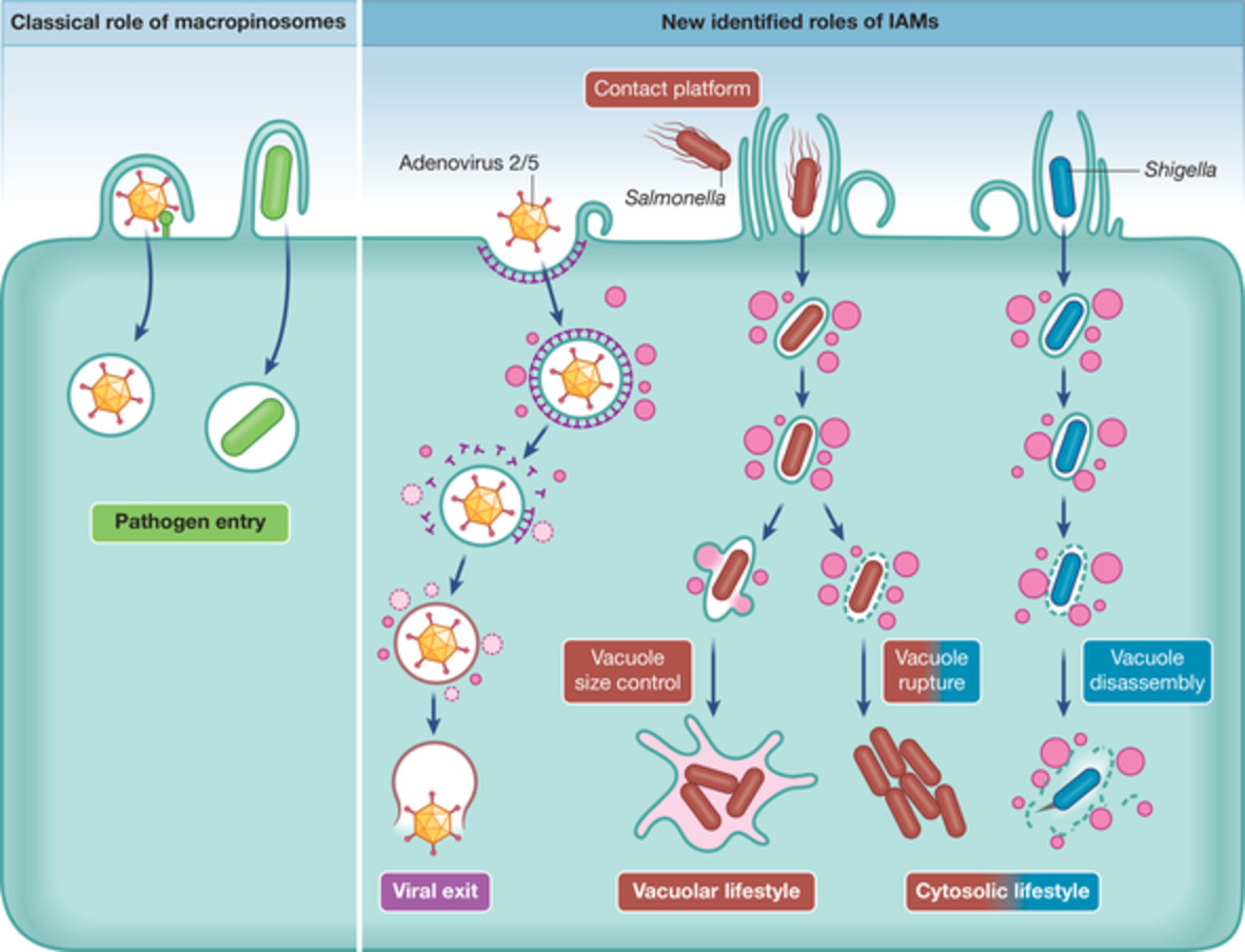 New methods to decrypt emerging macropinosome functions during the host–pathogen crosstalk