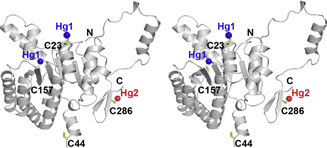 Minireview: A Comeback of Hg-Derivatives in Protein Crystallography with Cys-Modification