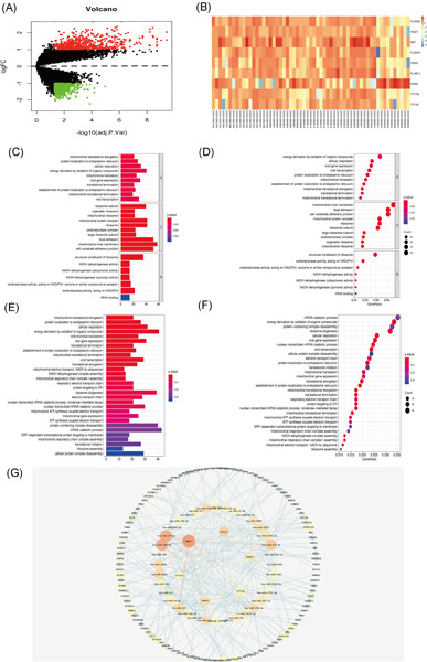 Based on bioinformatics analysis lncrna SNHG5 modulates the function of vascular smooth muscle cells through mir-205-5p/SMAD4 in abdominal aortic aneurysm