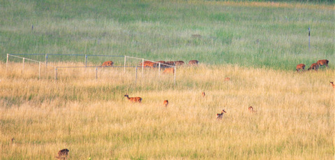 Grazing by wild red deer maintains characteristic vegetation of semi-natural open habitats: Evidence from a three-year exclusion experiment