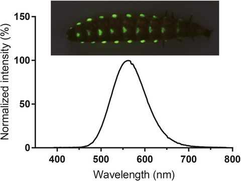 Second Rhagophthalmid Luciferase Cloned from Chinese Glow-worm Menghuoius giganteus (Rhagophthalmidae: Elateroidea)