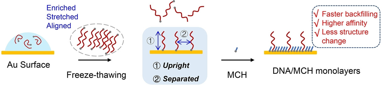 Highly Uniform DNA Monolayers Generated by Freezing-Directed Assembly on Gold Surfaces Enable Robust Electrochemical Sensing in Whole Blood