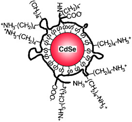 Metallothioneins Initiate Semiconducting Nanoparticle Cellular Toxicity