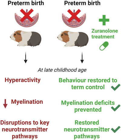 Zuranolone therapy protects frontal cortex neurodevelopment and improves behavioral outcomes after preterm birth