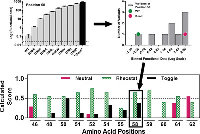 RheoScale: A tool to aggregate and quantify experimentally determined substitution outcomes for multiple variants at individual protein positions
