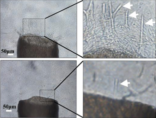 Details are in the caption following the image