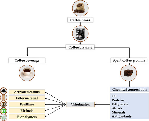Spent coffee grounds: A sustainable approach toward novel perspectives of valorization