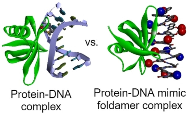DNA-Mimikry-Foldamer-Erkennung eines chromosomalen Proteins