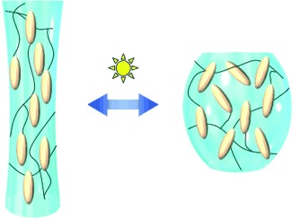 Photomechanics of Liquid-Crystalline Elastomers and Other Polymers