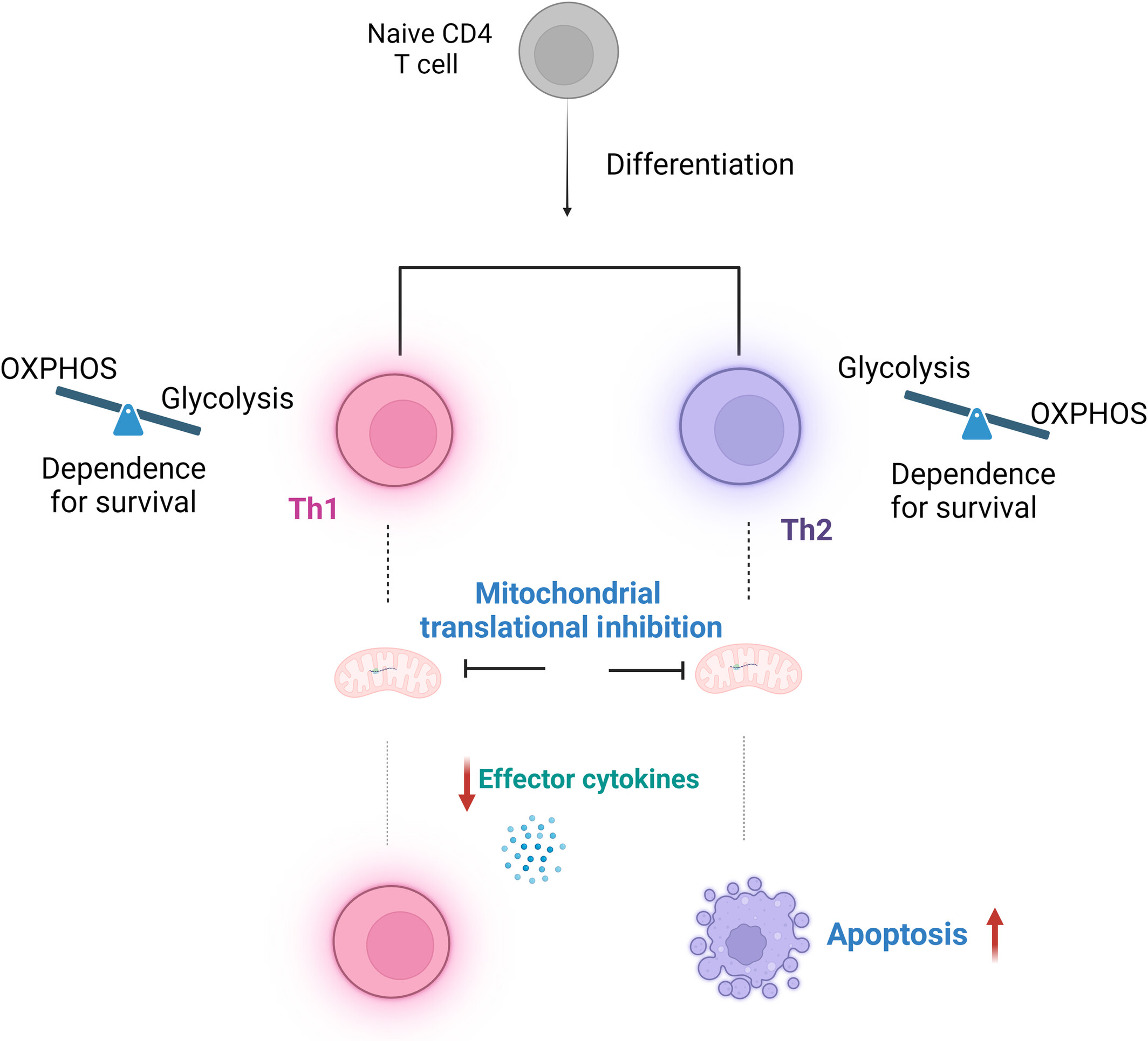 Inherent metabolic preferences differentially regulate the sensitivity of Th1 and Th2 cells to ribosome-inhibiting antibiotics