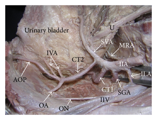 Details are in the caption following the image Details are in the caption following the image