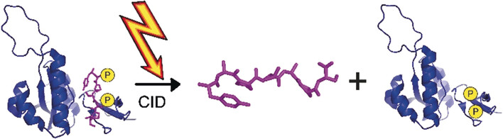 Phosphate Transfer in Activated Protein Complexes Reveals Interaction Sites