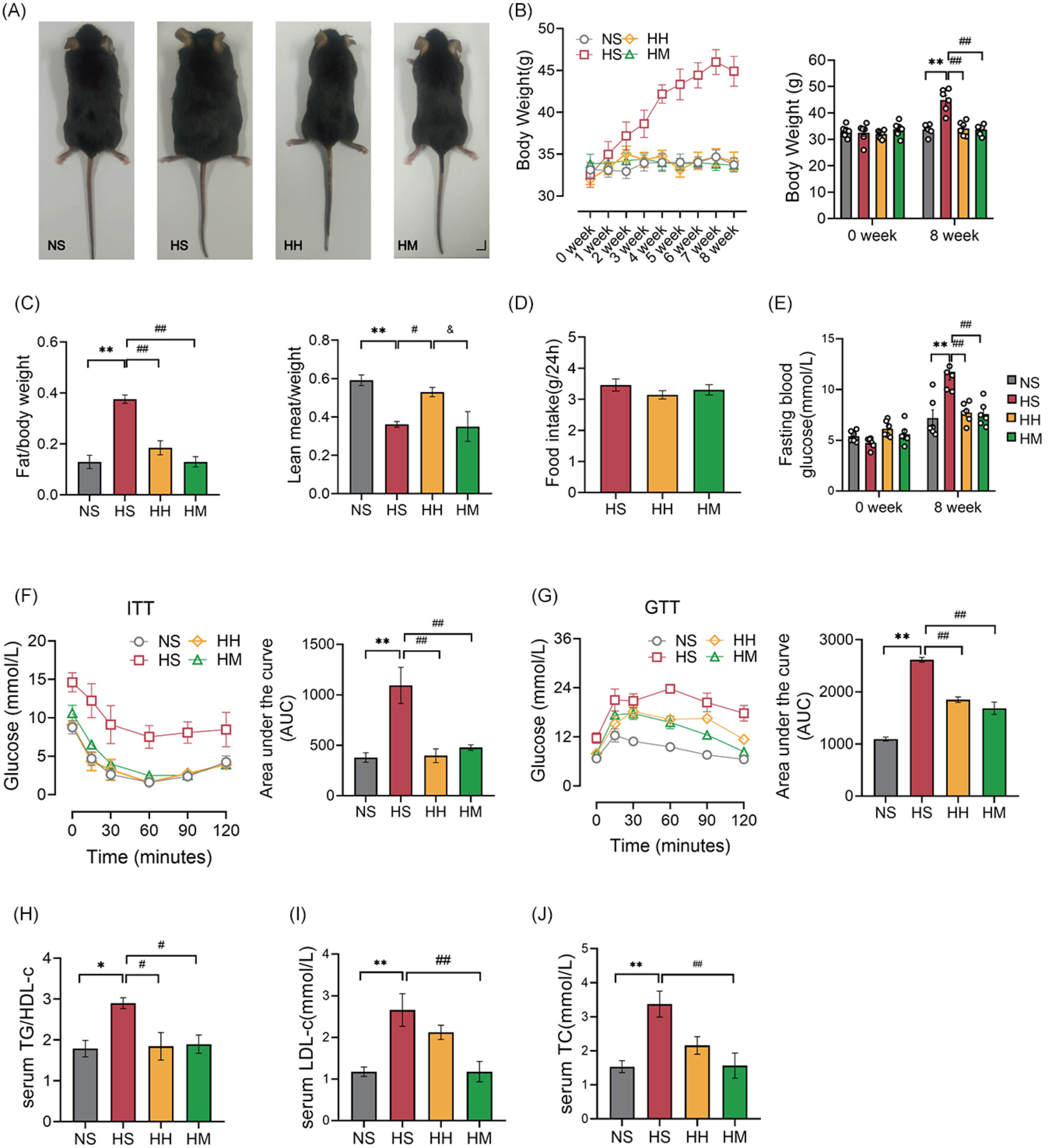 Mitochondria-associated membranes contribution to exercise-mediated alleviation of hepatic insulin resistance: Contrasting high-intensity interval training with moderate-intensity continuous training in a high-fat diet mouse model