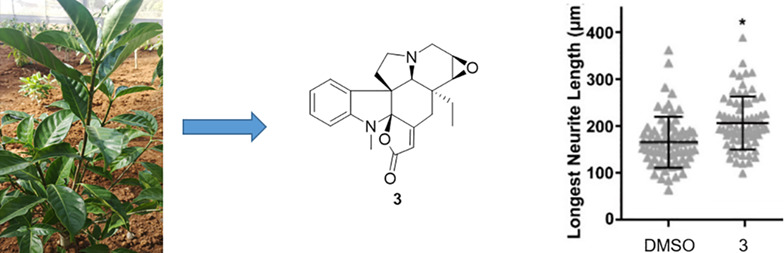 Monoterpenoid Indole Alkaloids with Promoting Neurite Growth from Tabernaemontana divaricata